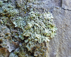 Parmeliopsis subambigua