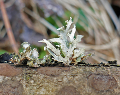 Ramalina culbersoniorum
