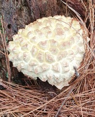Boletellus deceptivus