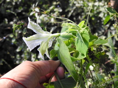 Polyclathra cucumerina