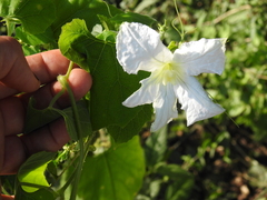 Polyclathra cucumerina