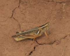 Melanoplus packardii