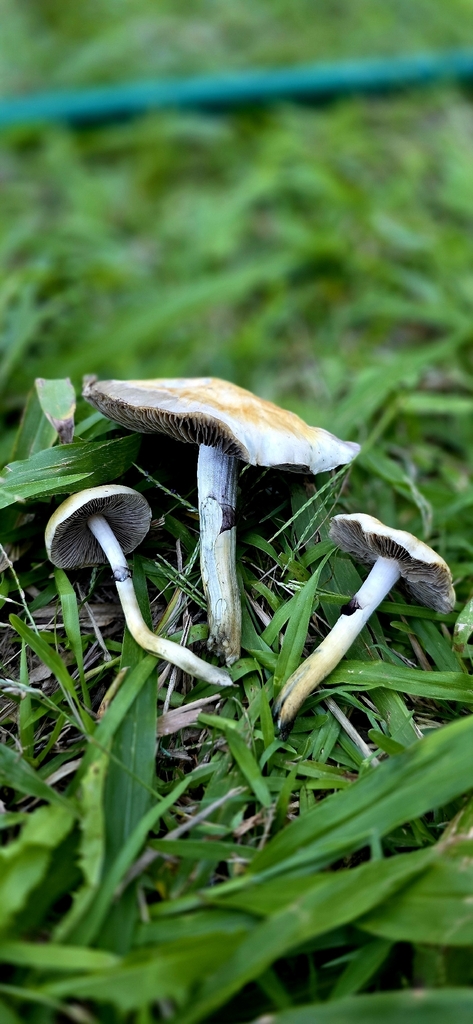Psilocybe cubensis · March 2026 · photo: © rotceh_dnih (iNaturalist, cc-by)