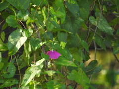 Ipomoea dumosa