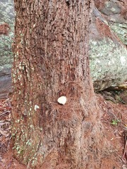 Boletellus deceptivus