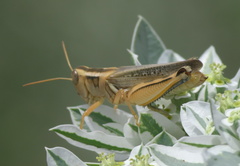 Melanoplus packardii