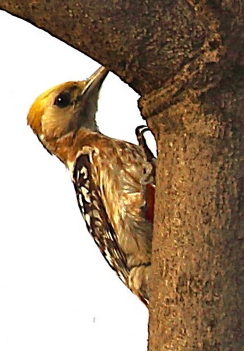 Yellow-crowned Woodpecker