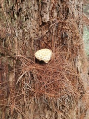 Boletellus deceptivus