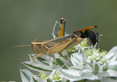Melanoplus packardii