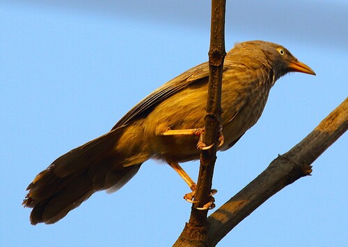 Jungle Babbler