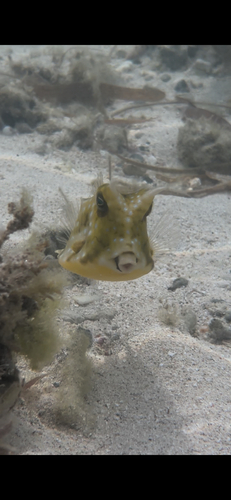 Lactoria cornuta
