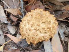 Boletellus deceptivus