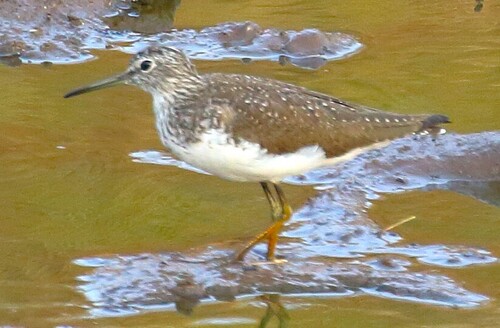 Green Sandpiper