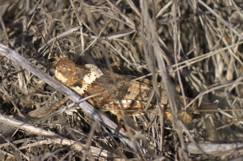 Say's Grasshopper photo 6