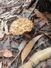 Boletellus deceptivus