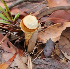 Austroboletus