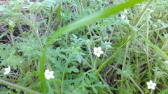 Nemophila