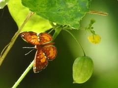 Parvospila cilissa