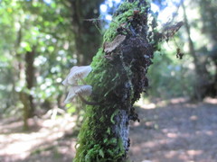 Marasmiellus alliiodorus