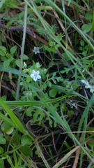 Nemophila