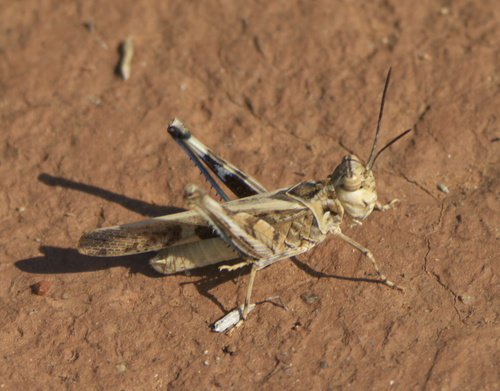 Kiowa Grasshopper
