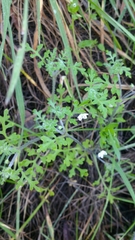 Nemophila