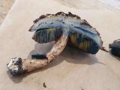 Boletellus deceptivus