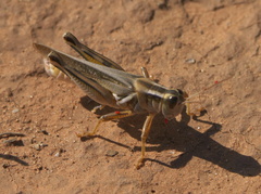 Melanoplus packardii