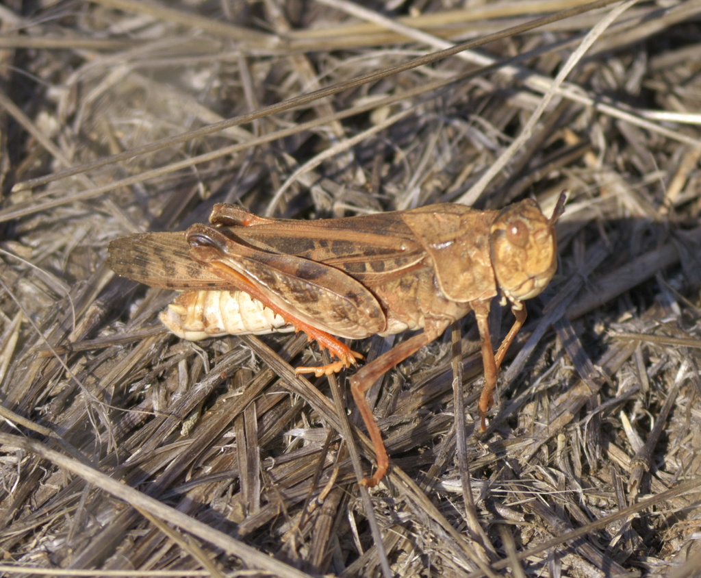 Haldeman's Grasshopper