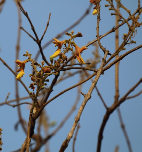Kashmir tree