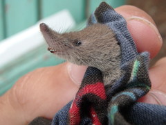 Sorex hoyi