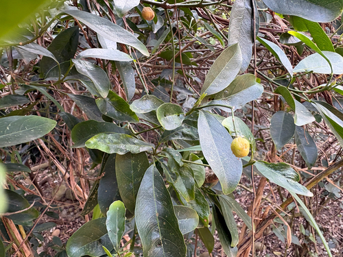 Pedunculate Acronychia (Acronychia pedunculata)