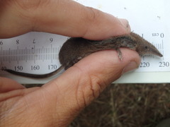Sorex hoyi