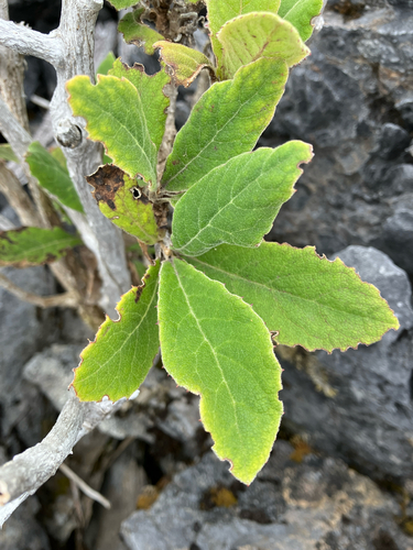 Brachyglottis hectorii, photograph 2