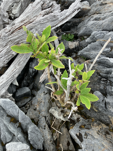 Brachyglottis hectorii, photograph 3