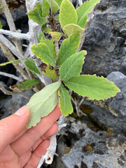 Brachyglottis hectorii