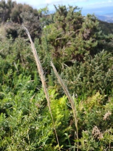 Long Hair Plume Grass (Dichelachne crinita)