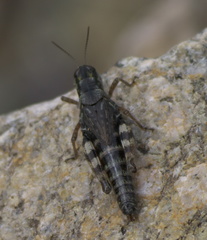 Melanoplus gothicus