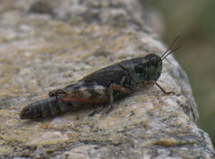 Melanoplus gothicus