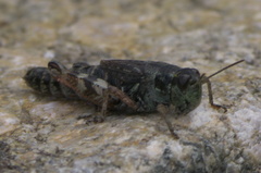 Melanoplus gothicus