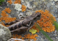 Melanoplus oregonensis