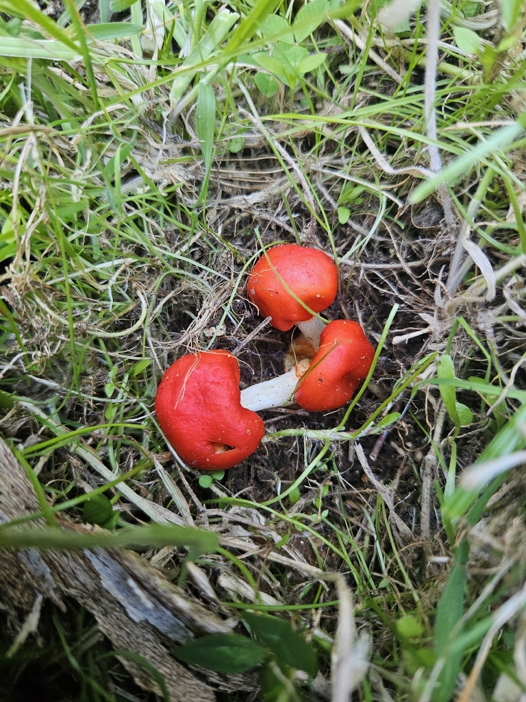 Leratiomyces erythrocephalus · March 2026 · photo: © jacog (iNaturalist, cc0)