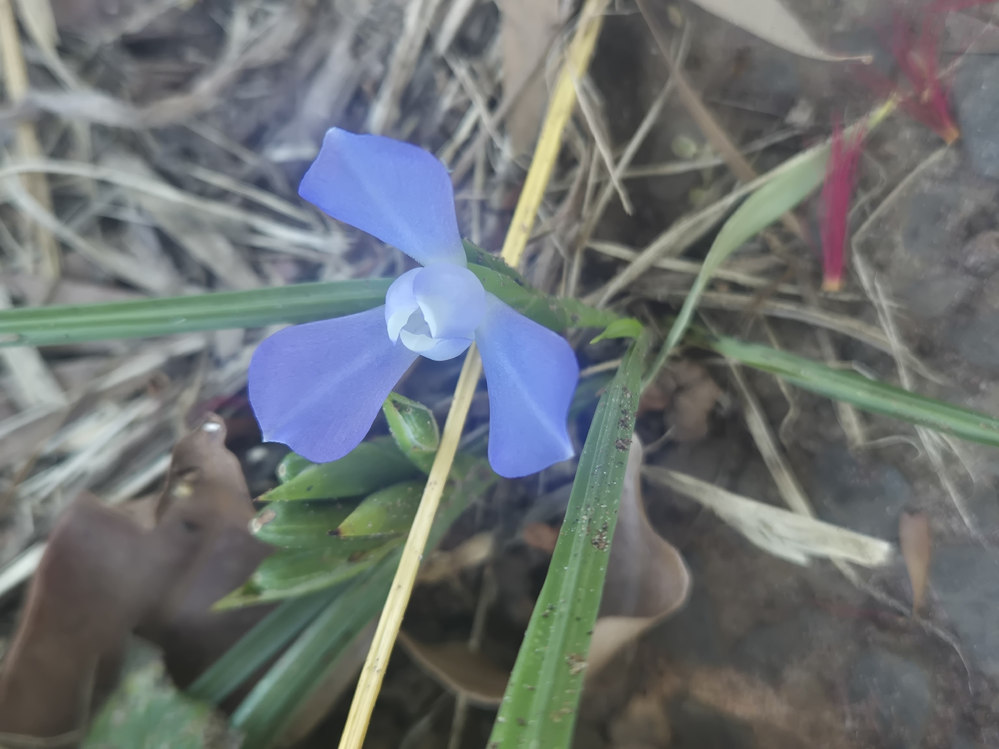 Cipura paludosa