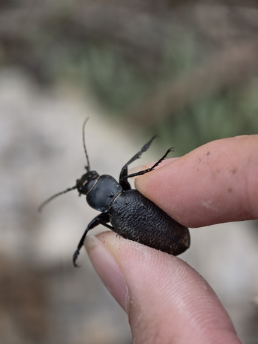 Carabus brandti