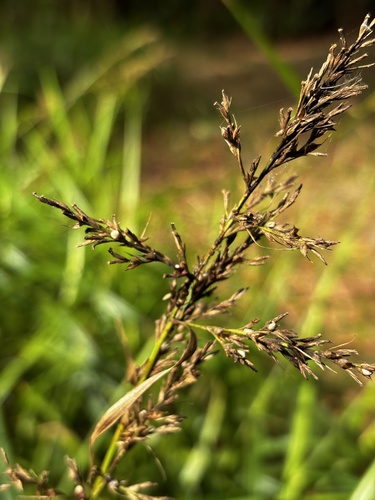 Scleria polycarpa observed 2026-03-21