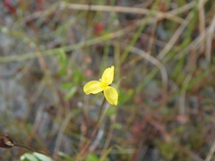 Xyris montana