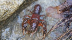 Cambarus asperimanus