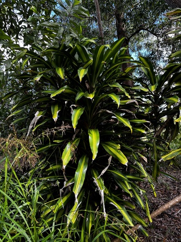 cornstalk dracaena (Dracaena fragrans)