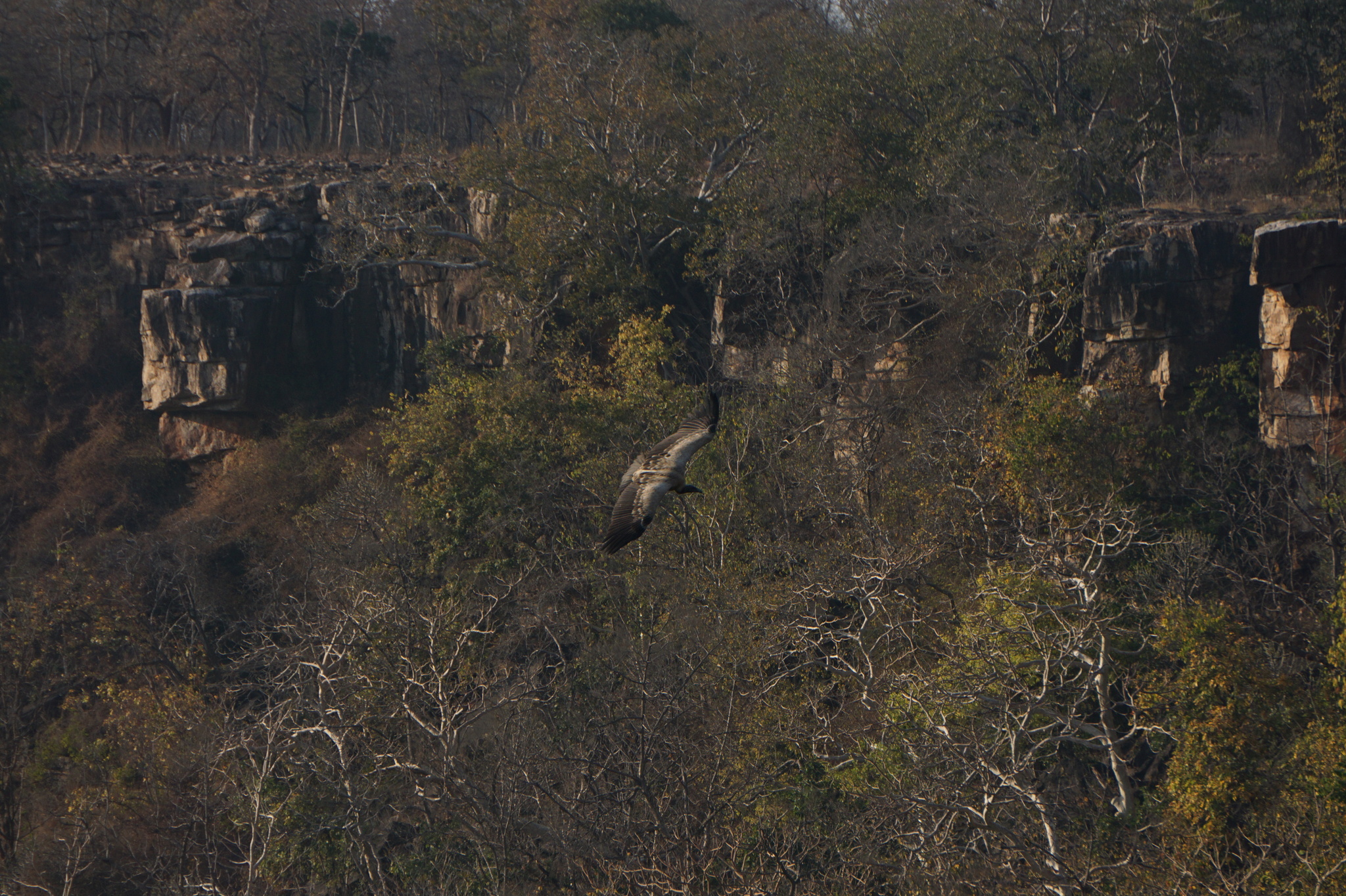 Indian Vulture (Gyps indicus), photo 2