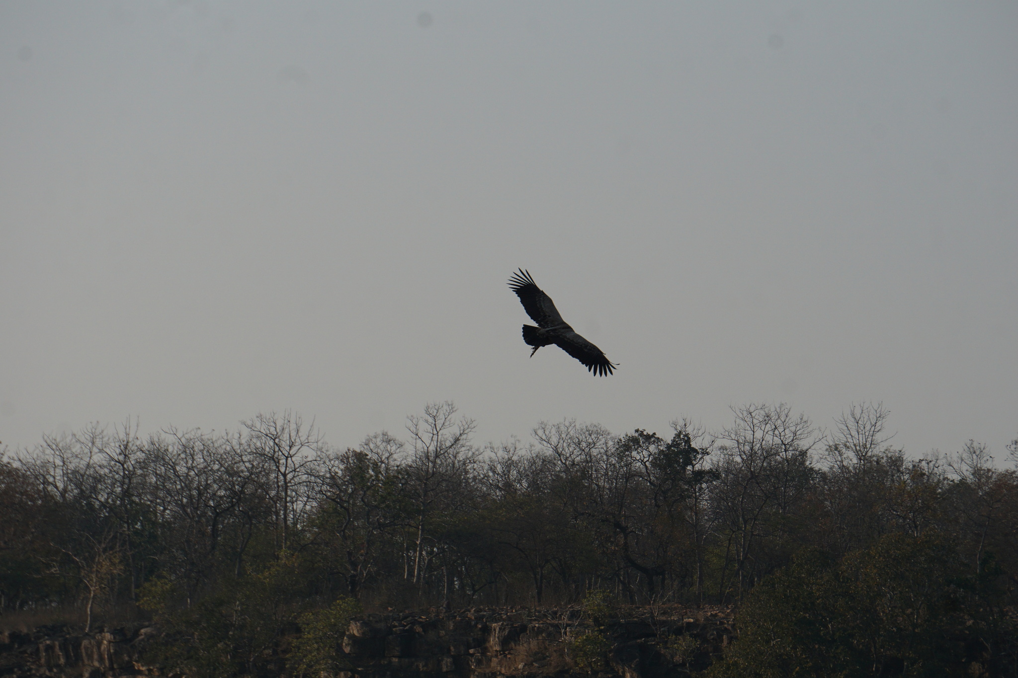 Indian Vulture (Gyps indicus), photo 3